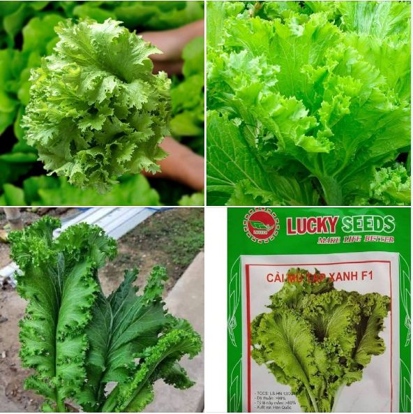 Hạt giống cải mù tạt xanh F1 - 1 gói 5 gr