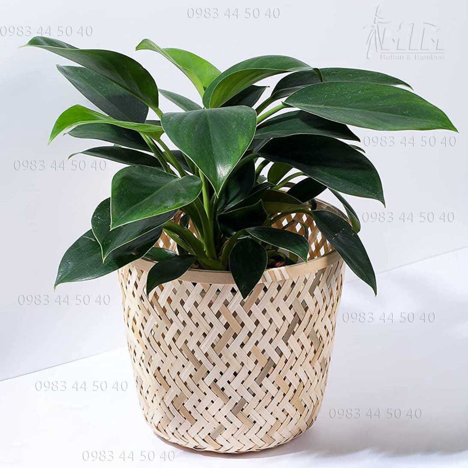 Sọt tre trắng trồng cây trang trí, đựng đồ.