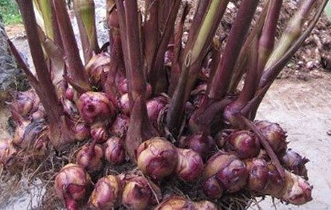 Cây Dong Riềng Đỏ khô (gói 1kg) GT079