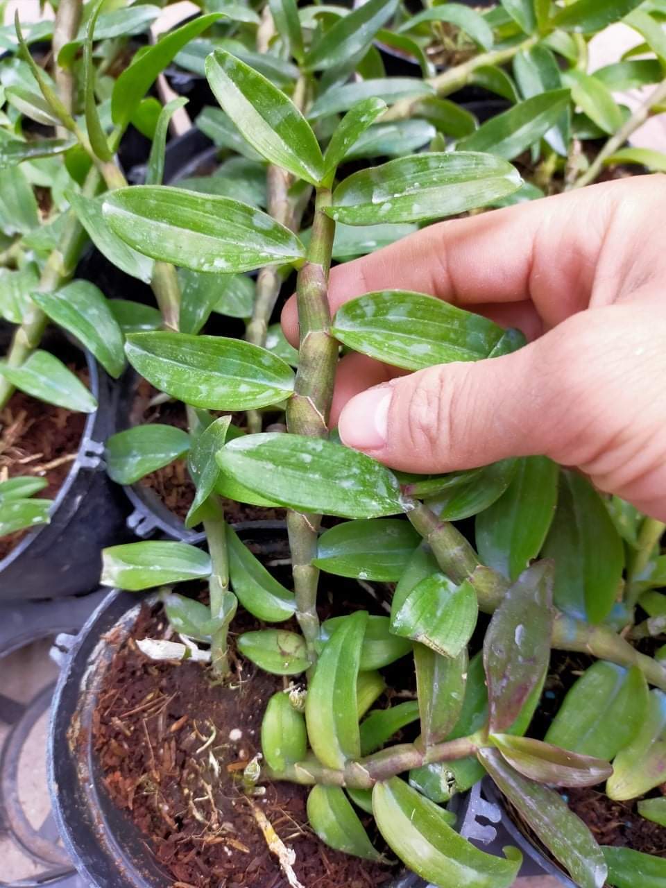 Phi Điệp Hồng Bích Quyết CÂY RA CHAI NĂM HAI