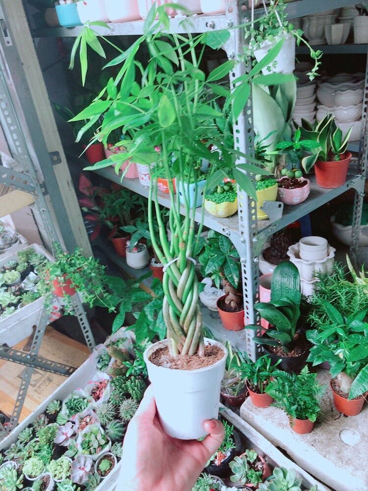 Kim Ngân 5 Thân Nhỏ