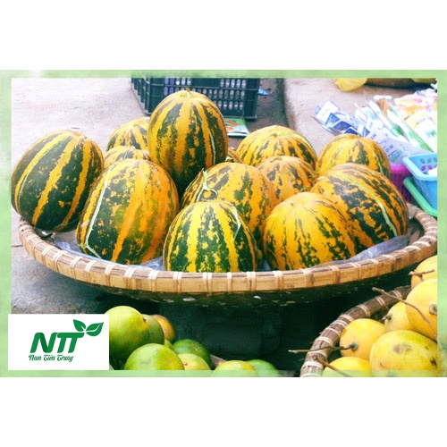 Hạt giống Dưa Gang Cao sản TN