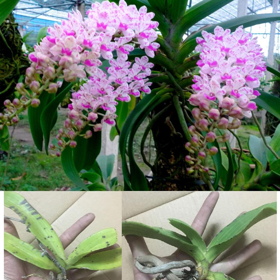 Hoa lan Đai Châu - Nghinh Xuân -  Ngọc Điểm giống hoa lan rừng khỏe đẹp
