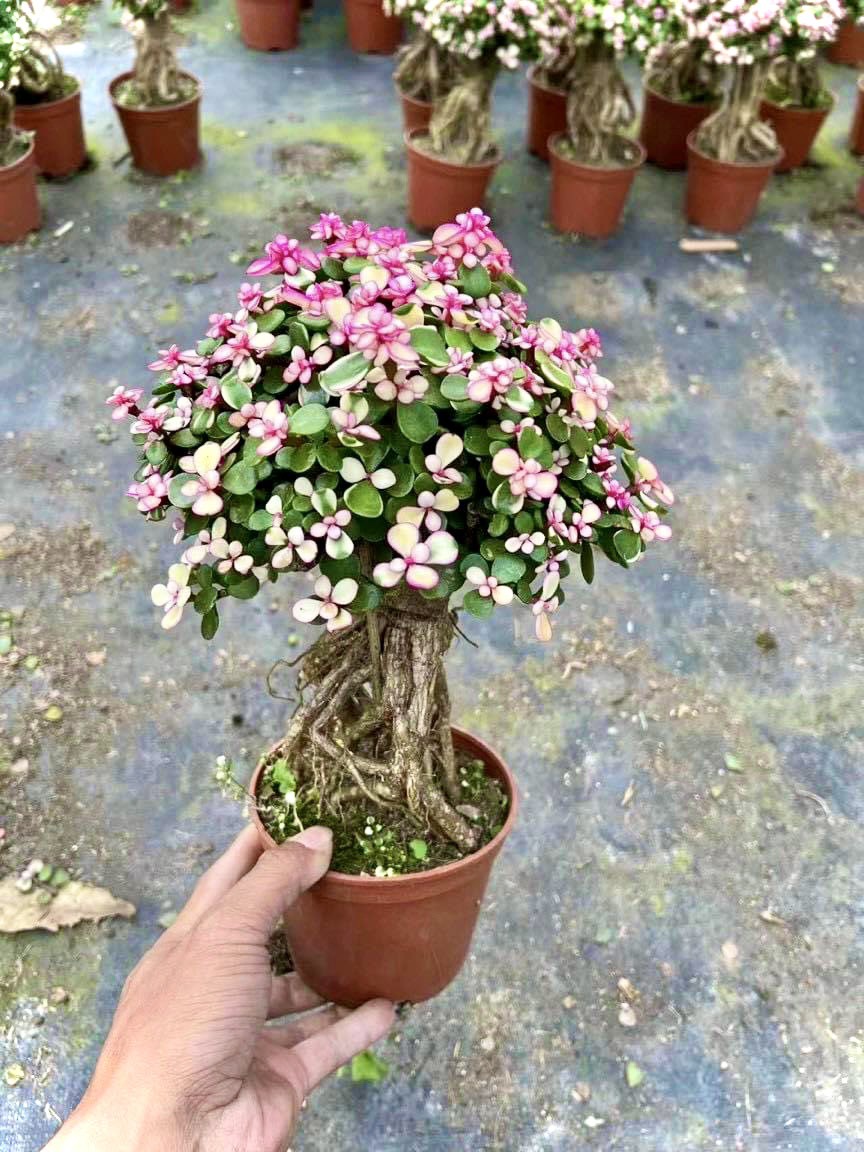 Cây sen đá đô la bonsai - cây kim chi