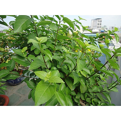 Hạt Giống Lá Cách Vọng Cách - gói 20 hạt