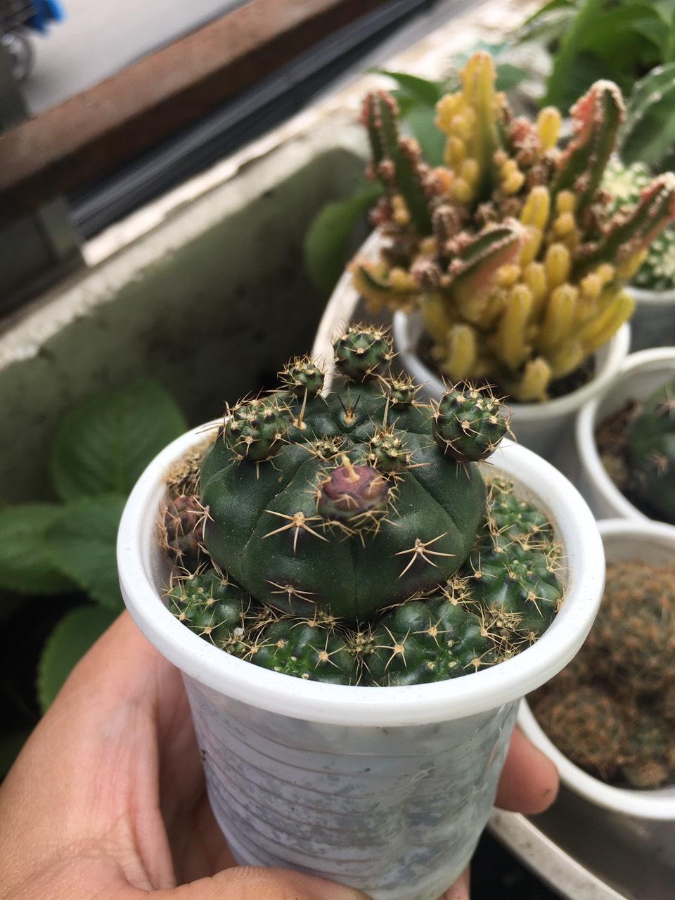 [HCM]Xương rồng Damsi