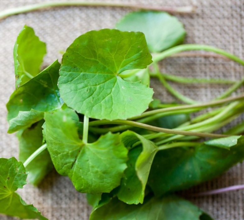 HẠT GIỐNG RAU MÁ gói 1gram