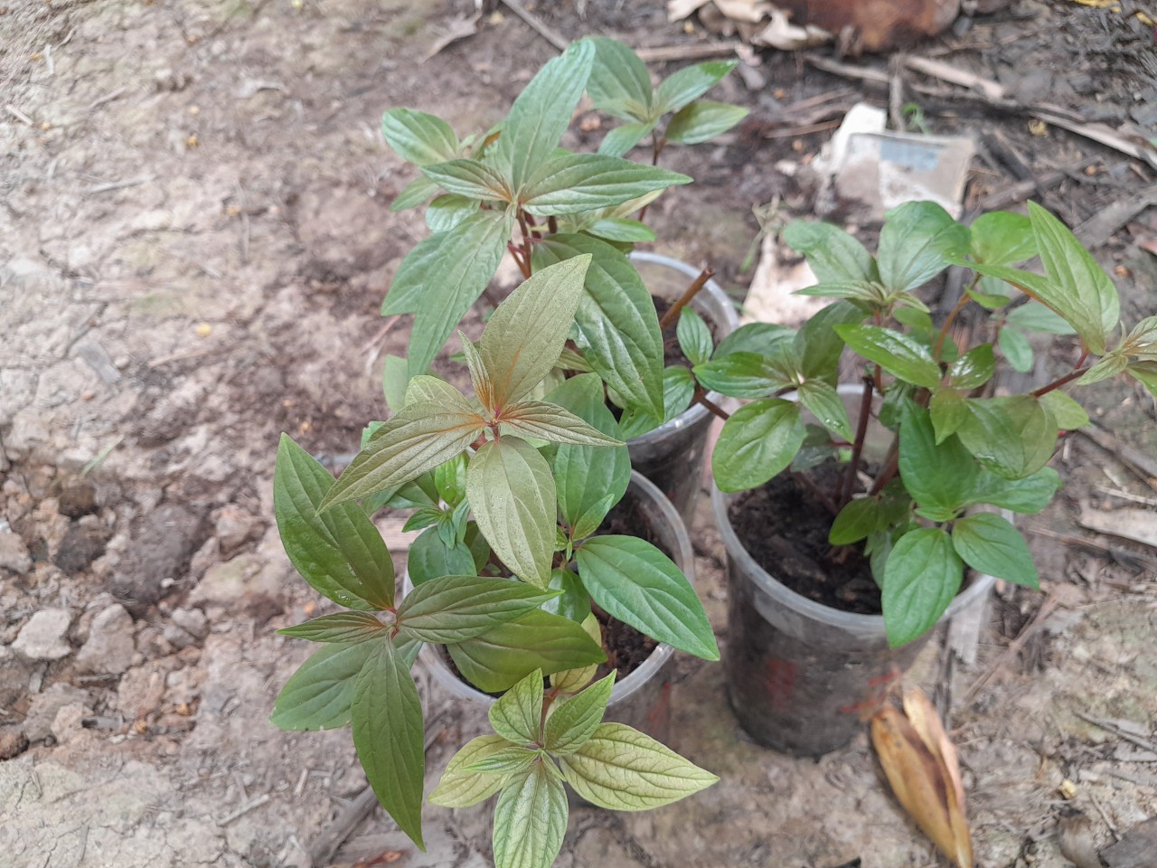 Chậu cây Thuốc Dòi ( bọ mẵm) giống