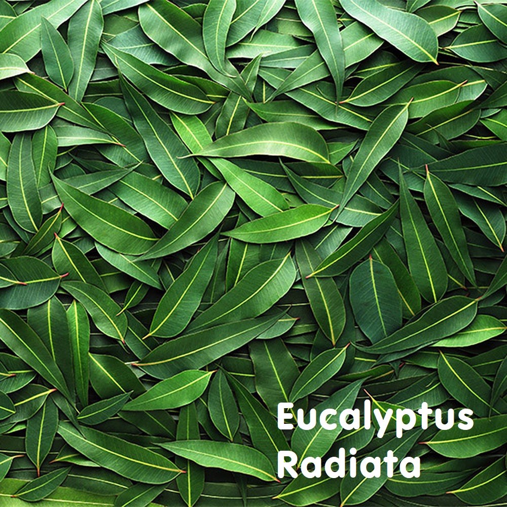 Tinh dầu Khuynh diệp Eucalyptus Radiata Essential Oil