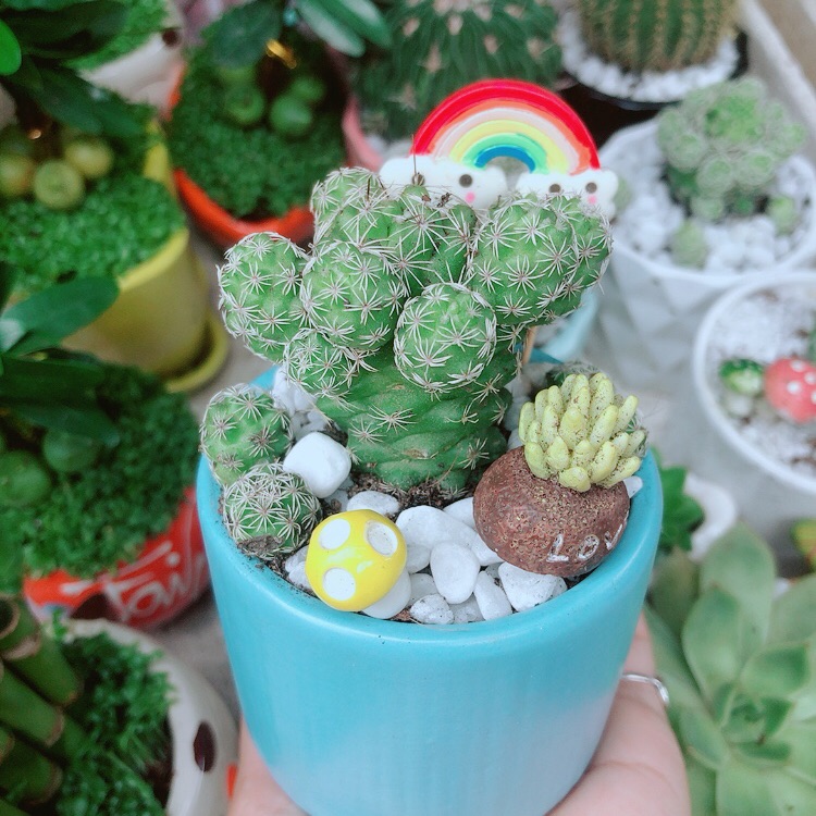 Chậu Xương Rồng Trứng Chim