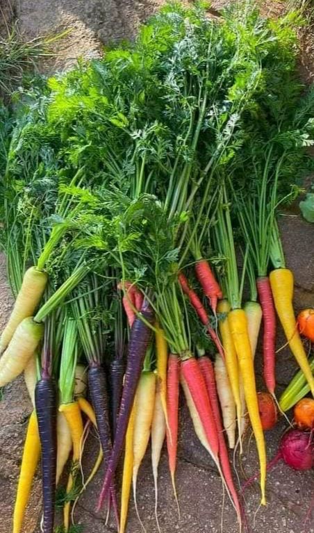 40h Hạt Giống Cà Rốt Mix Màu - TaNe Garden