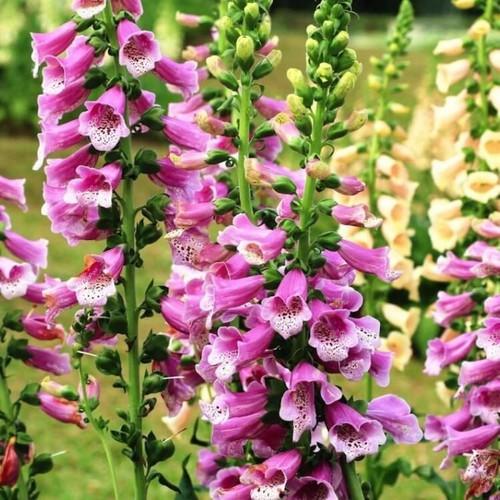 [HCM]Hạt giống hoa mai địa hoàng mix cao cấp