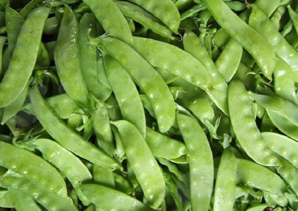 [HCM]Hạt Giống Đậu Hà Lan Sugar (Lấy Trái) - Gói 20gr
