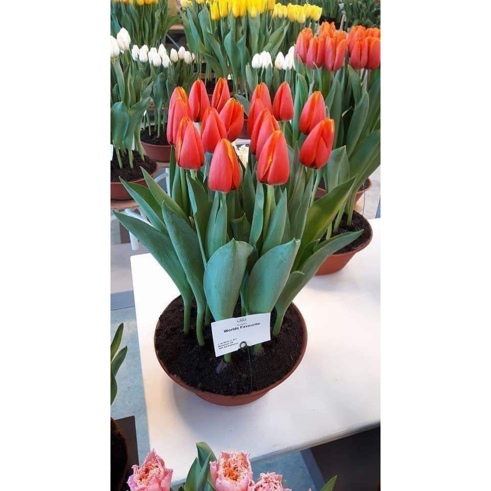 Củ Hoa Tulip Nhiều Màu Chơi Tết