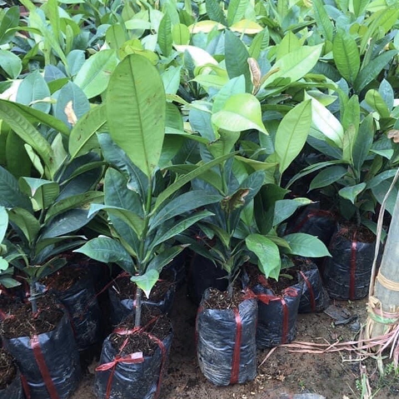 Cây măng cụt giống
