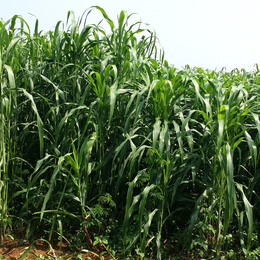 (500G),Giống Cỏ Sudan Lai - Cỏ Ngô