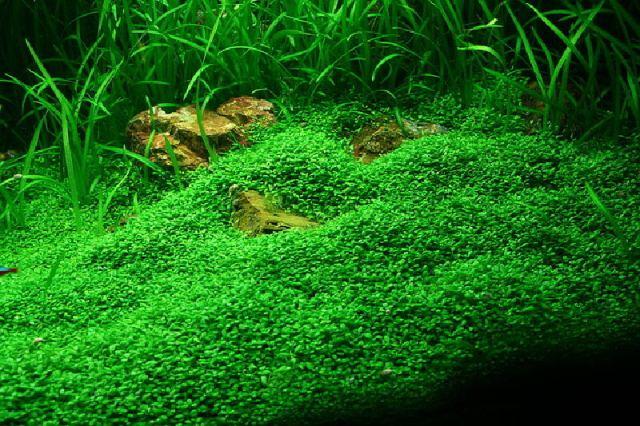Hạt trân châu ngọc trai lá nhỏ