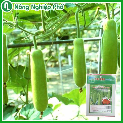 Hạt giống bầu lai king (bầu láng) F1 Phú Nông - Gói 1 gram - Nông Nghiệp Phố