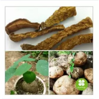 Củ bình vôi (gói 1kg) -EG163