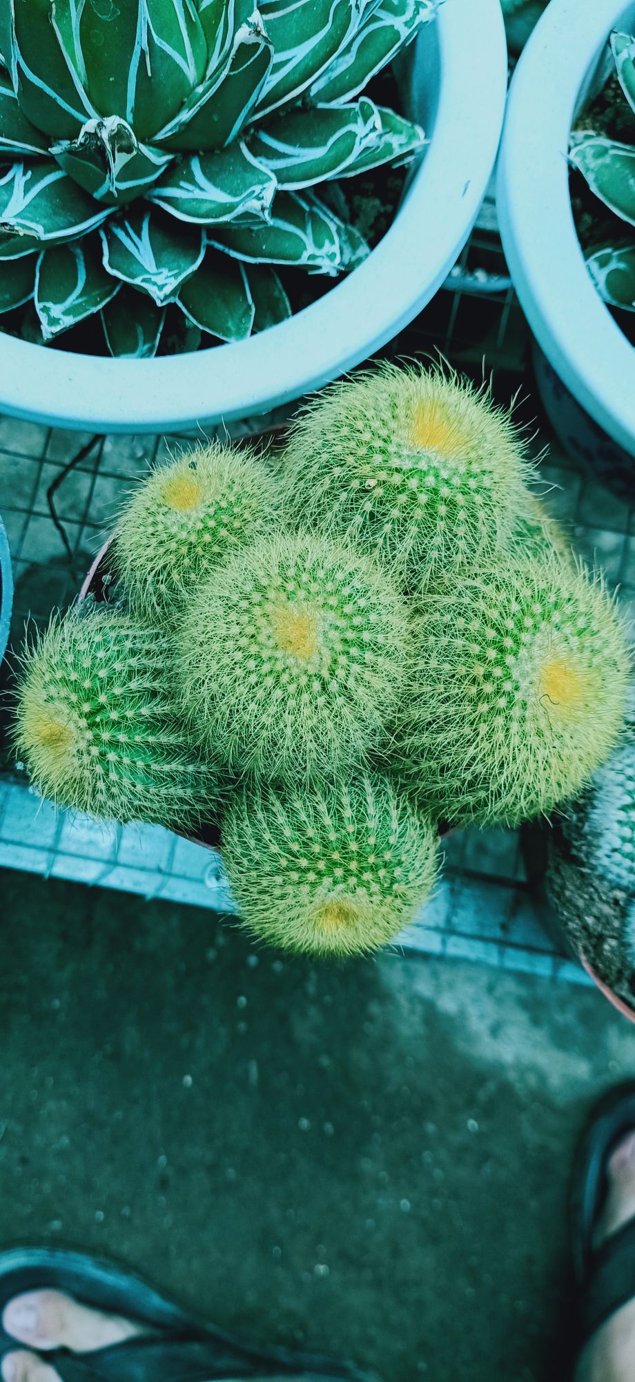 xương rồng chùm 02