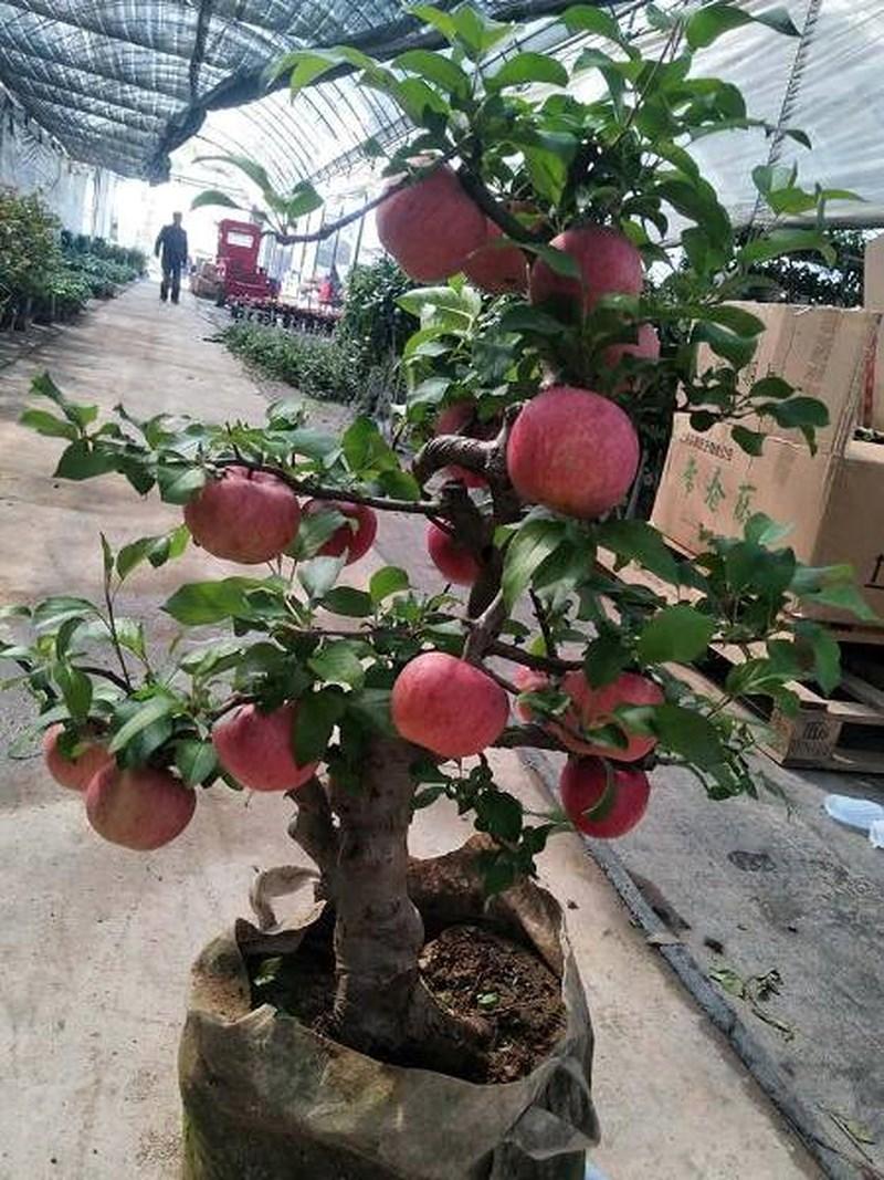 GÓI 5 HẠT GIỐNG TÁO LÙN ĐỎ