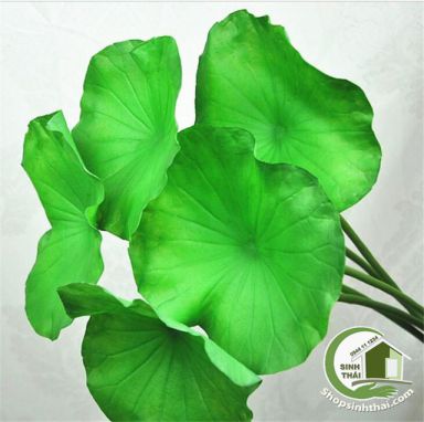 [HCM]Lá sen giả - cành lá sen cao cấp - 1 lá