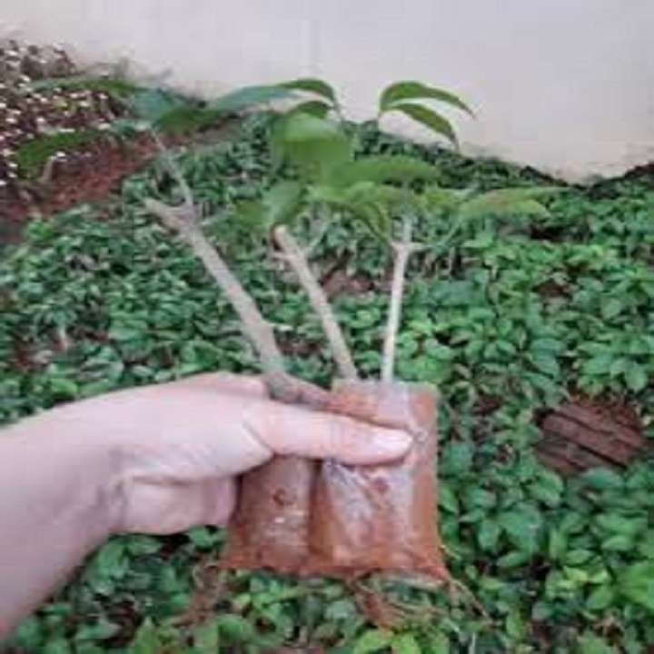 Cây giống hoa lan tỏi