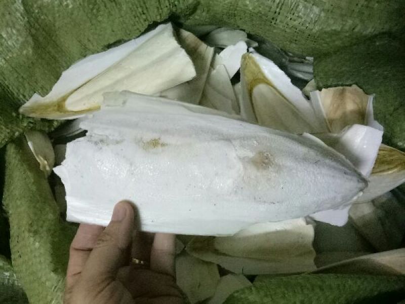 1Kg NAN MỰC VỠ MẢNH LỚN CHO CHIM,VẸT