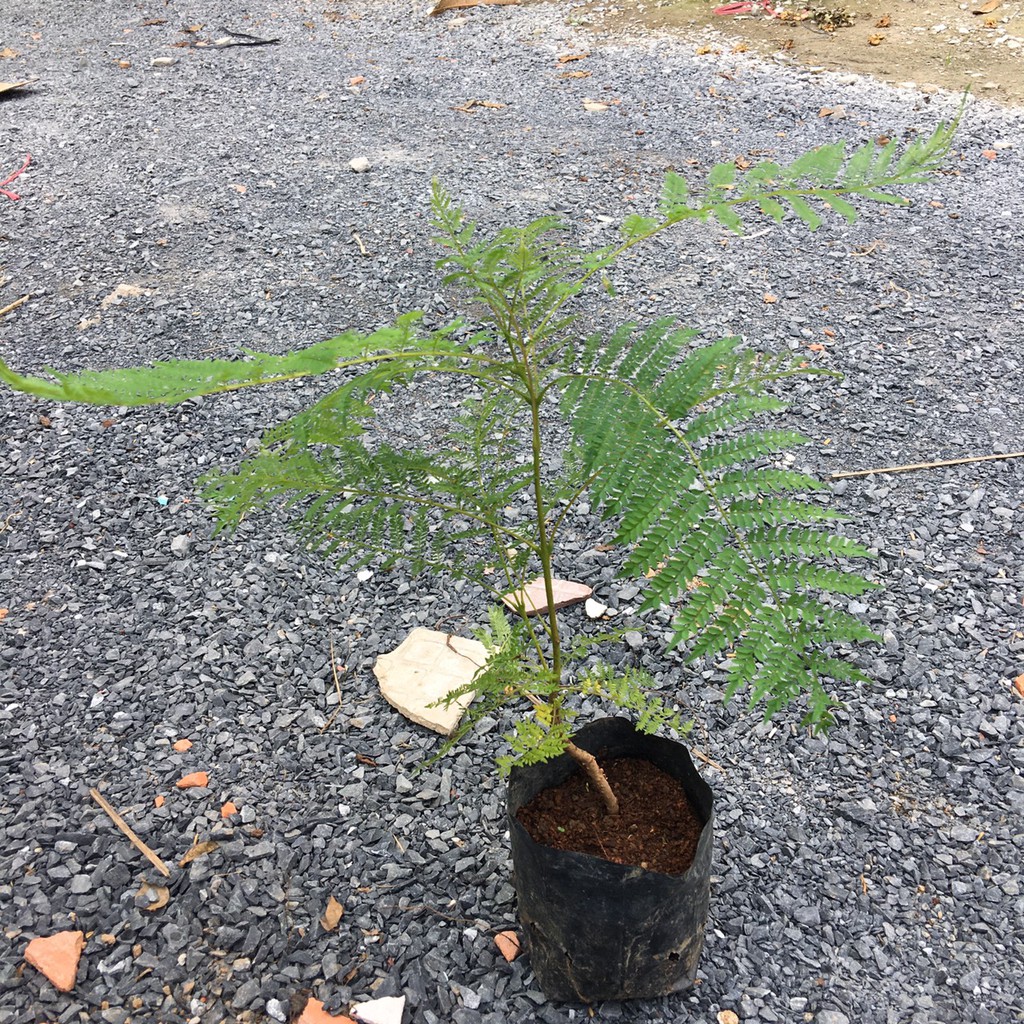 Cây giống hoa Phượng Tím - Jacaranda mimosifolia