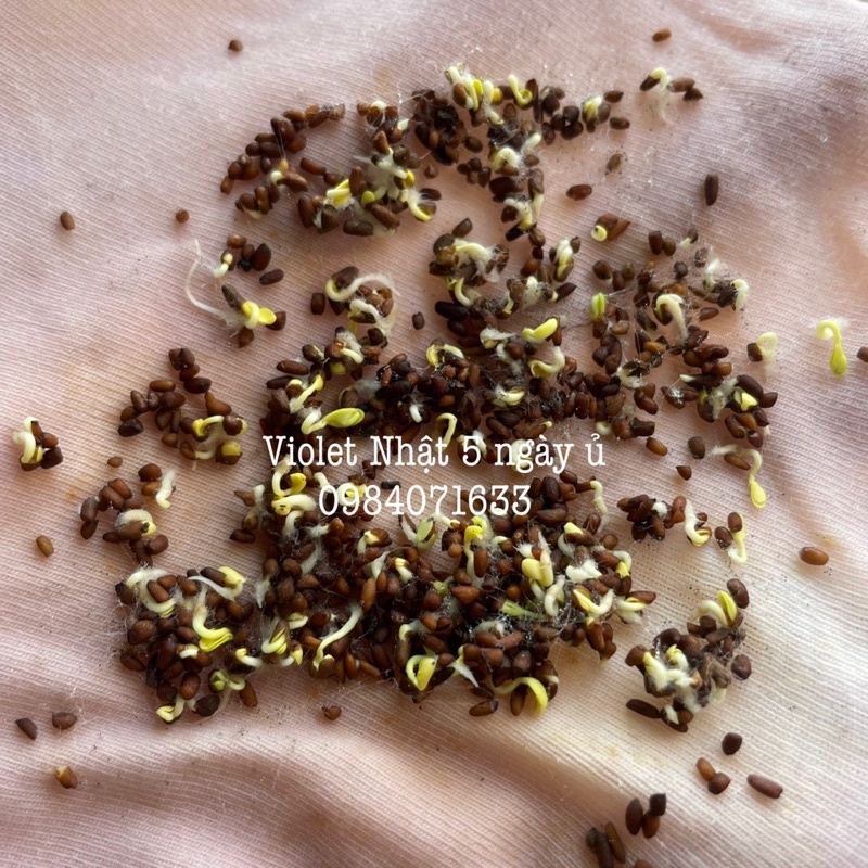 Hạt giống hoa Violet Nhật (hoa cải tím) gói 100 hạt
