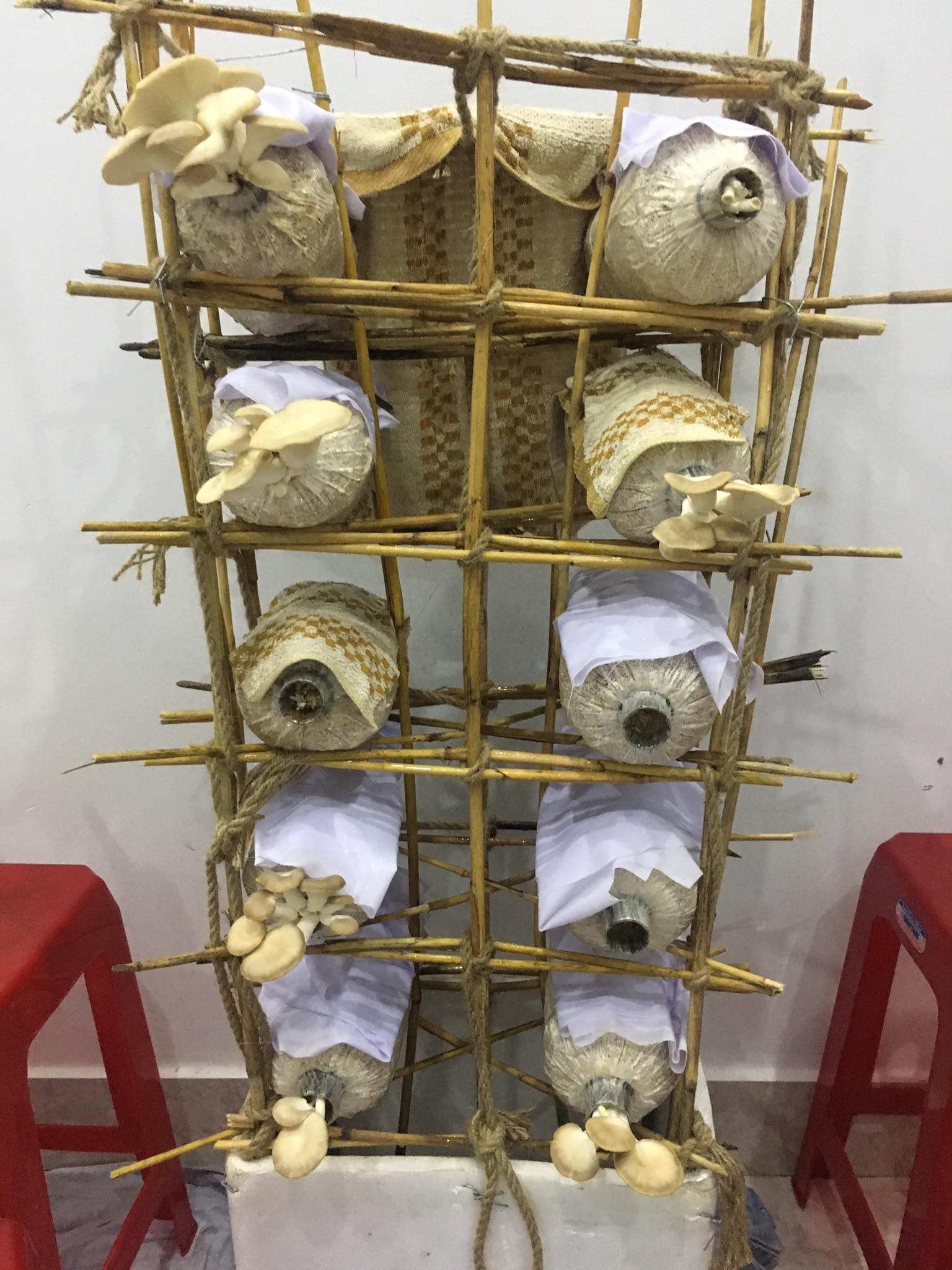 Phôi nấm Bòa ngư xám - Đảm bảo 100%