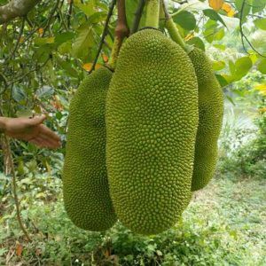 Cây giống Mít Malaisia Qủa Dài