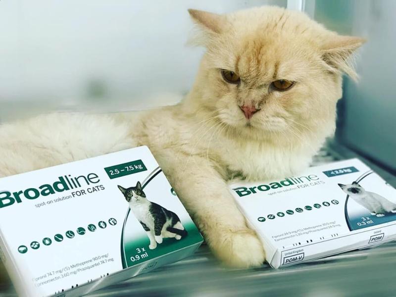 BROADLINE SPOT ON FOR CAT 2.5 - 7.5KG
