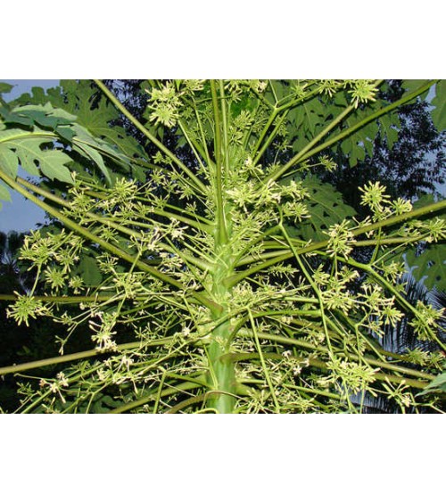 Hoa đu đủ đực khô 1kg