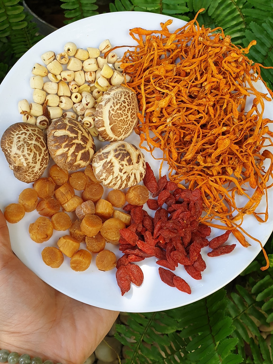 [HCM]set canh cồi điệp bông trùng thảo ( có cồi điệp thật )