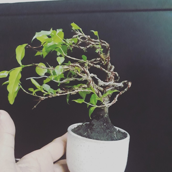 CHẬU CÂY HỒNG NGỌC MAI CÂY LỚN
