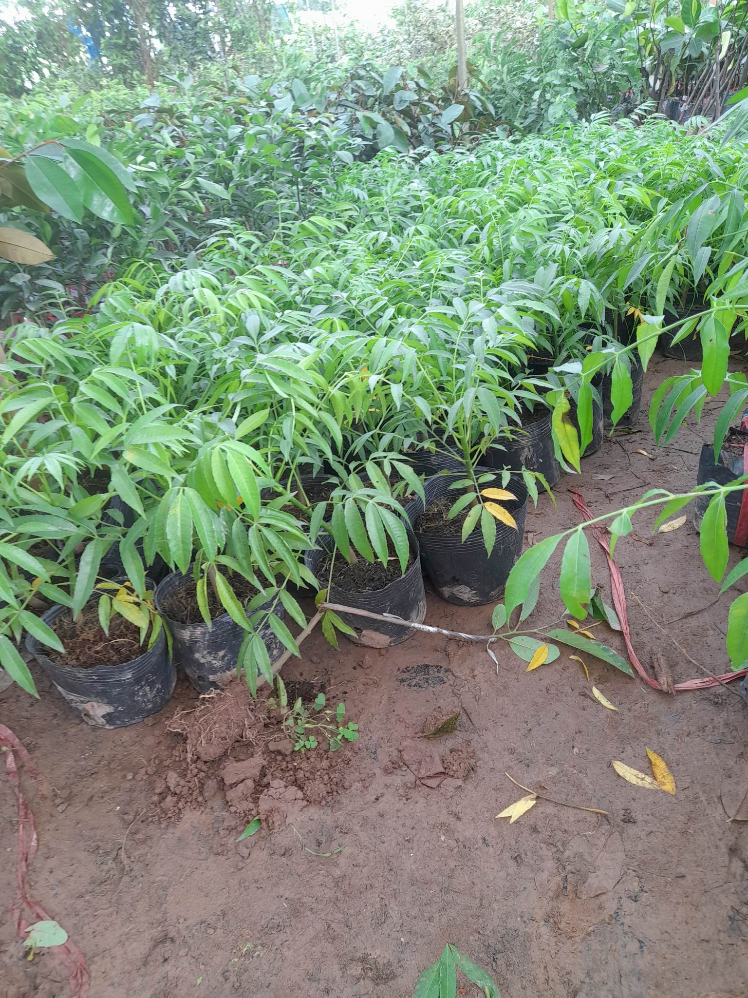 Giống Cóc Thái cây ăn quả độc đáo+Tặng kèm phân bón