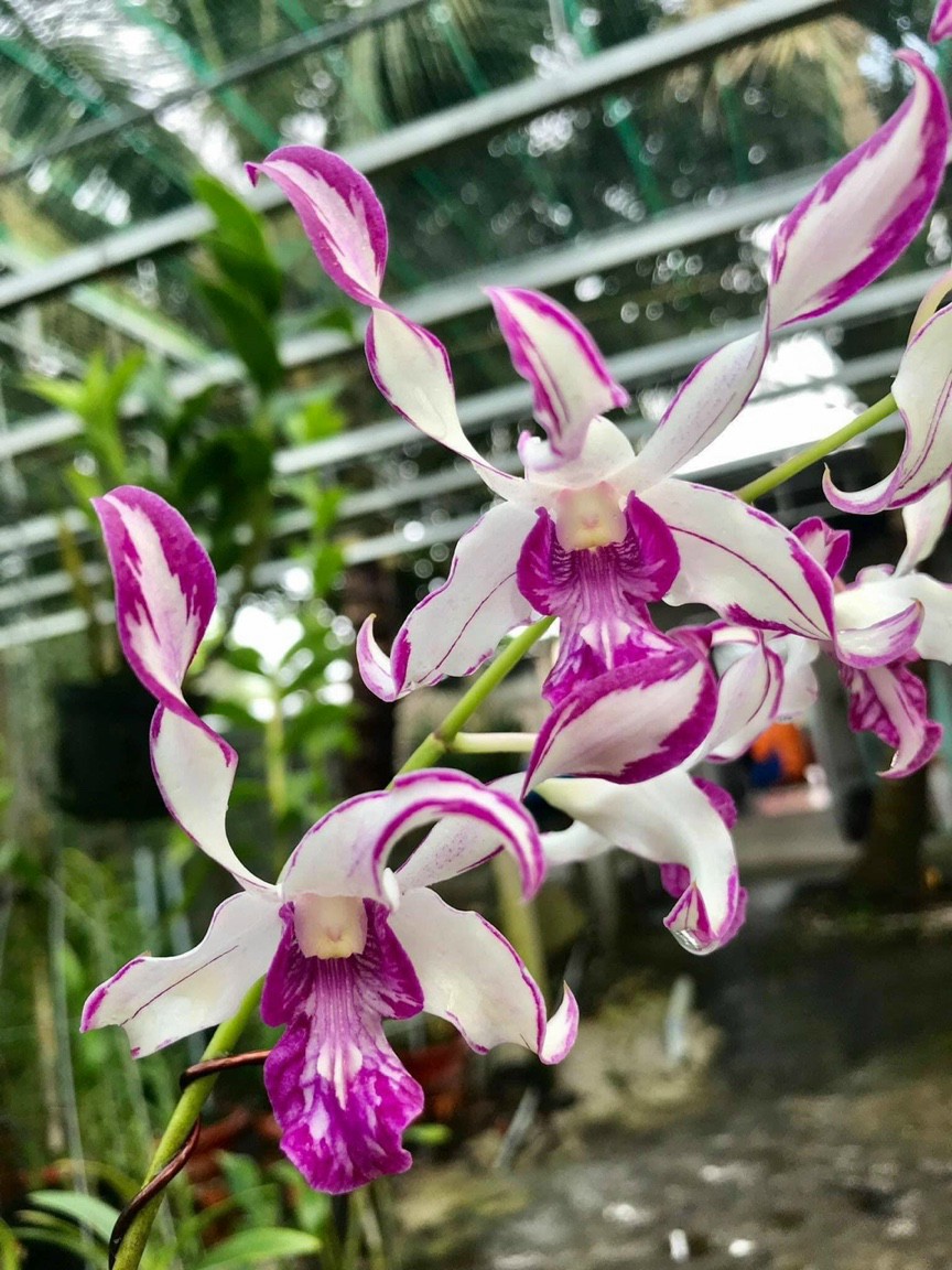 Hoa lan hổ mang xổ chớp 5%