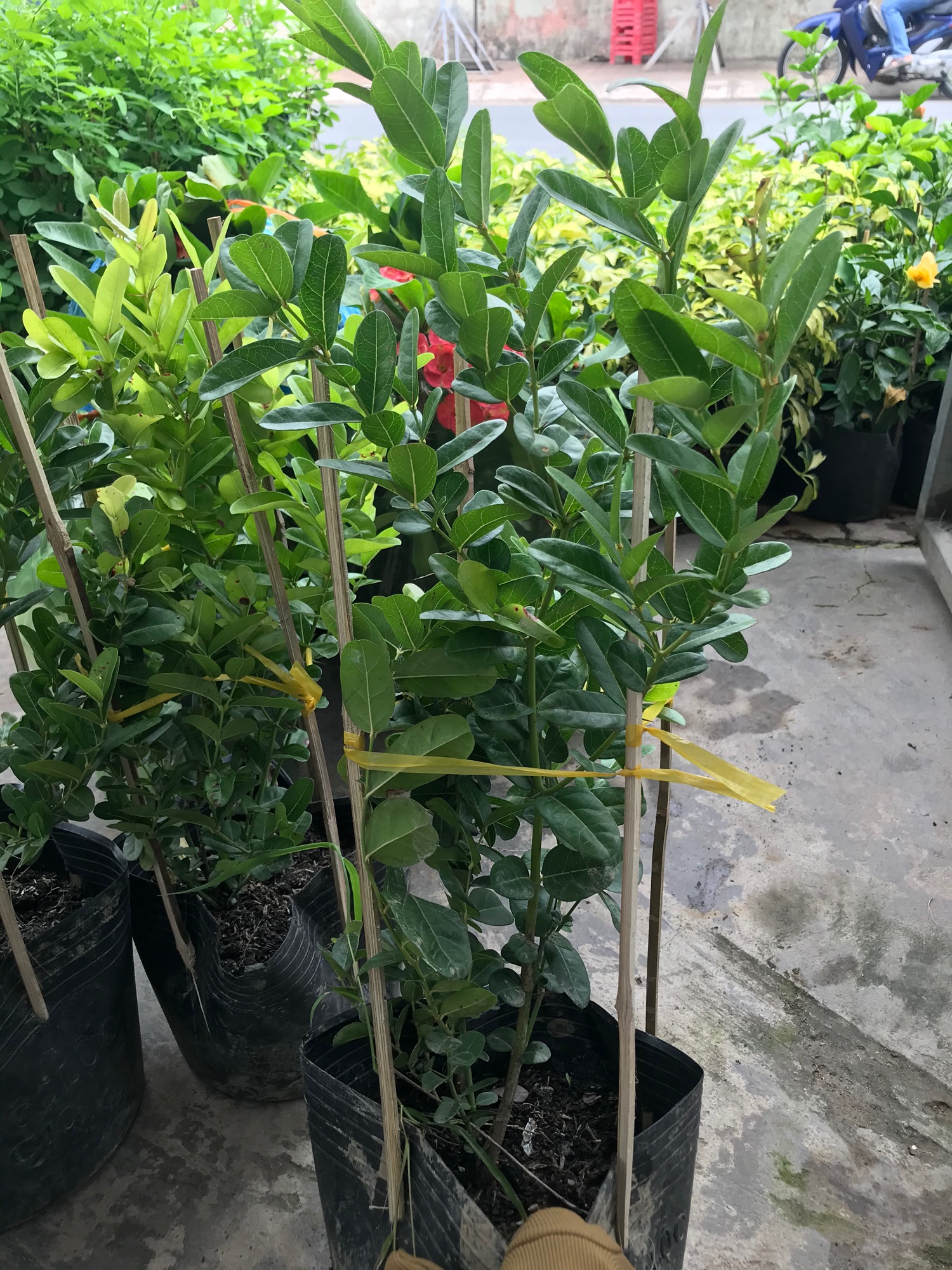 Cây siro + tặng phân bón cho cây