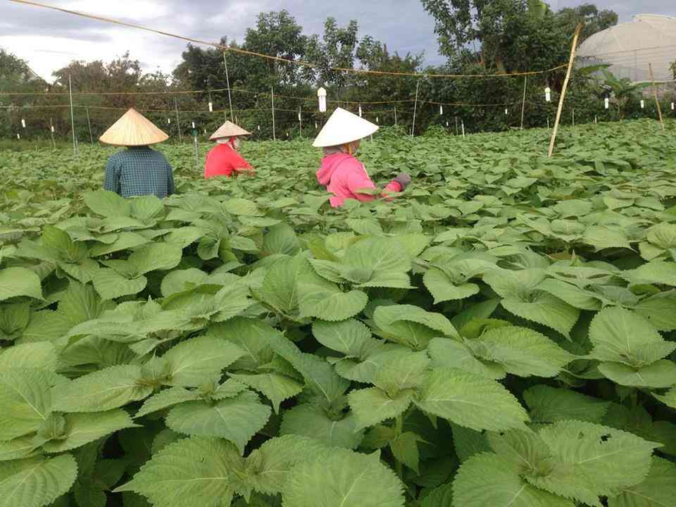 Hạt giống rau thơm Mè Hàn Quốc  (Lá mè, tía tô Hàn Quốc) 0.5 gram