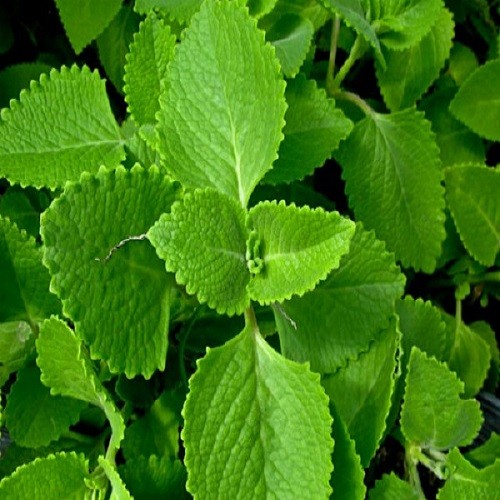 Combo 3 cây giống húng chanh