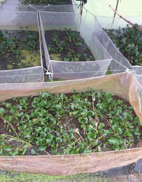 tráng nuôi ốc nhồi 2x1x1