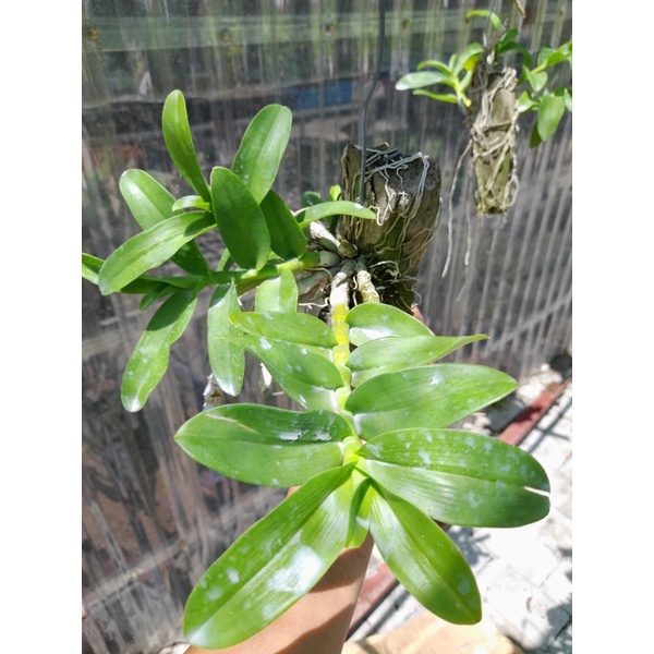 LAN TRẦM RỒNG ĐỎ CỰC ĐẸP