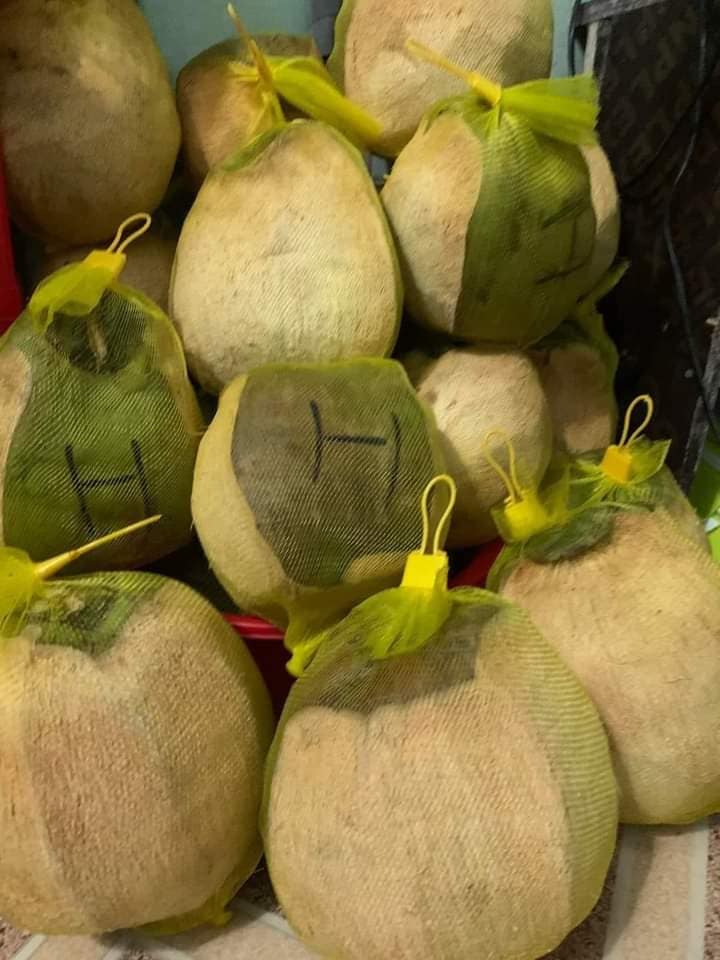 Dừa sáp loai 1 siêu ngon