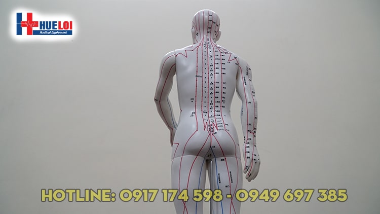 [HCM]Mô hình huyệt vị người nam