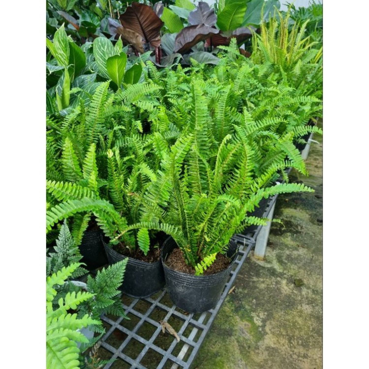 Cây dương xỉ lá me (Nephrolepis cordifolia)