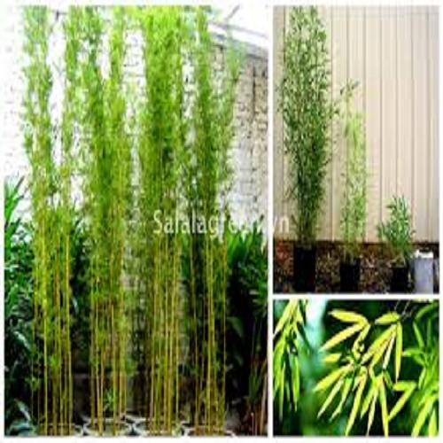 CÂY TRÚC QUÂN TỬ