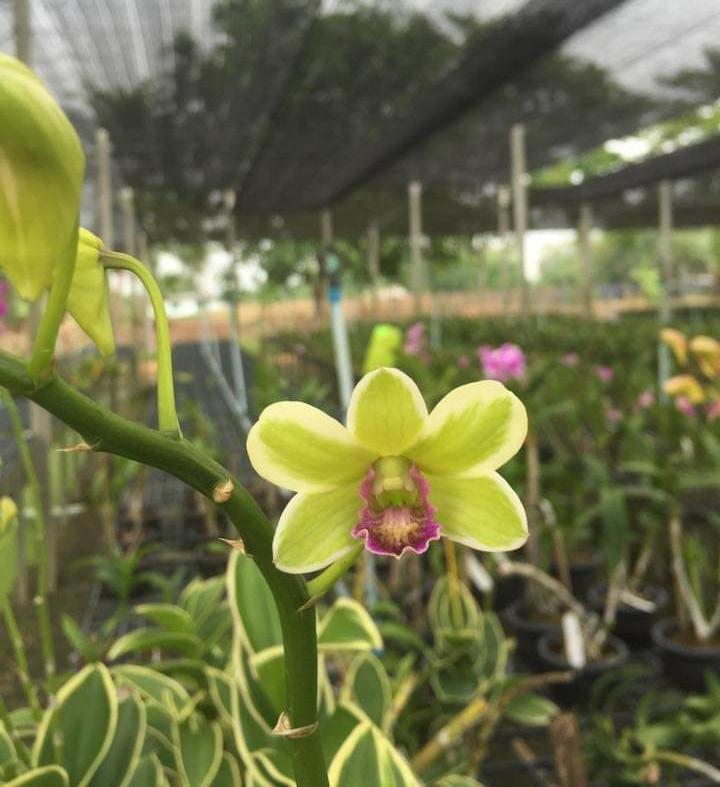 Dendro Orchid with Striped Leaves That Bring Good Fortune