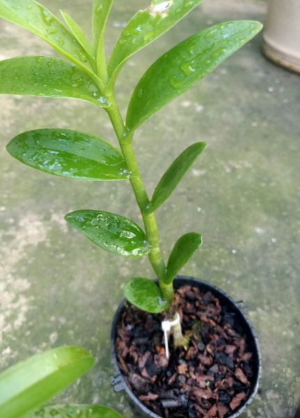 Cây giống hoa lan giả hạc Ma Bó