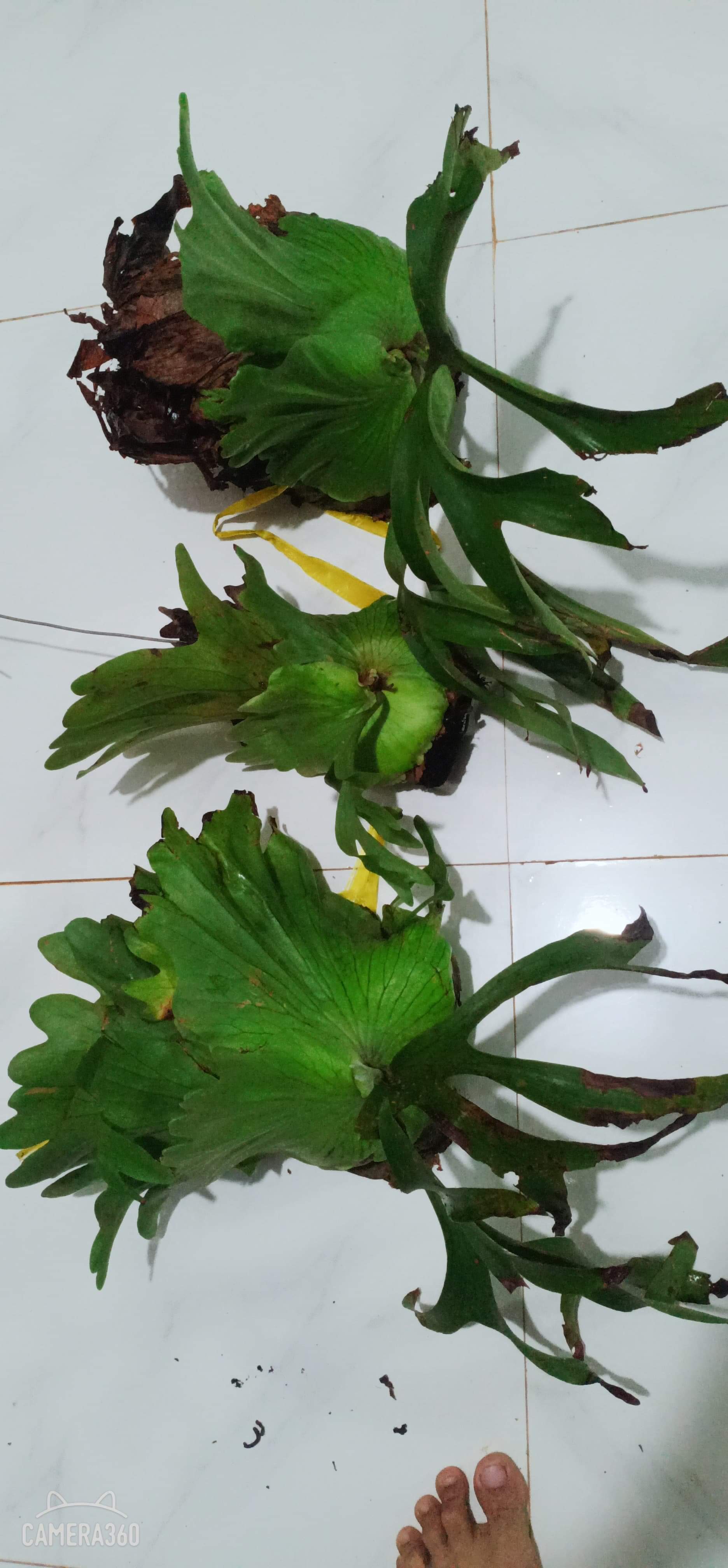 cây ổ rồng